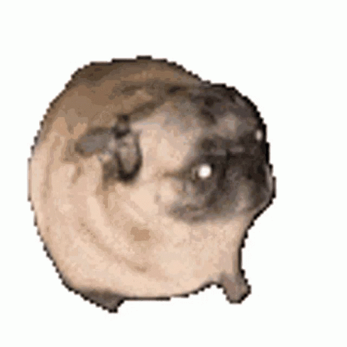 Dancing Pet